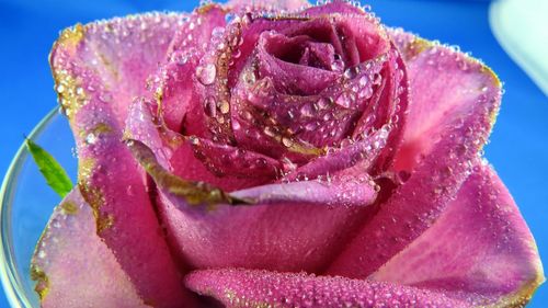 Close-up of pink rose blooming outdoors