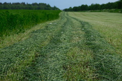 Scenic view of agricultural field