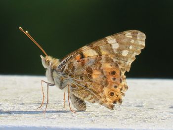 Close-up of butterfly