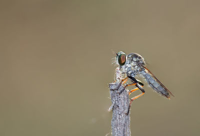 Close-up of an insect on wood