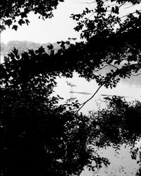 Low angle view of silhouette trees against sky