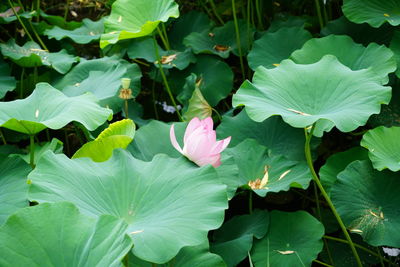 Close-up of pink lotus water lily