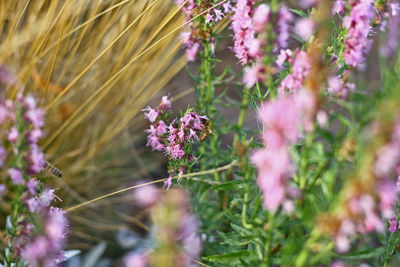 Close-up of pink flowering plants on field