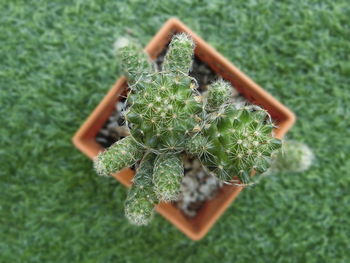 High angle view of potted plant