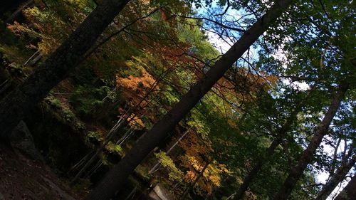 Low angle view of trees