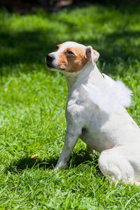 Close-up of dog sitting on field