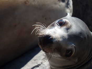 Close-up portrait of a seal pup