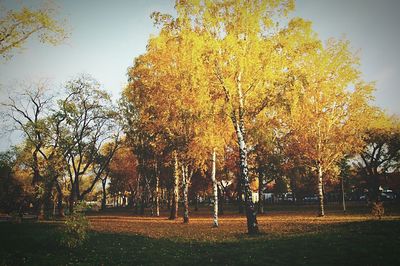 Trees in park