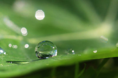 Close-up of raindrops on leaf