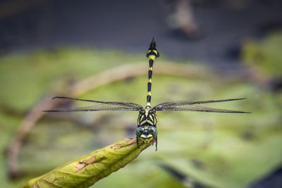 Green tiger dragonfly