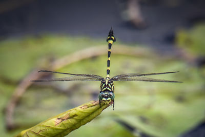 Close-up of insect on plant