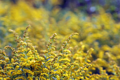 Close-up of yellow flowers in field