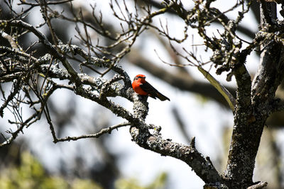 Low angle view of bird perching on branch