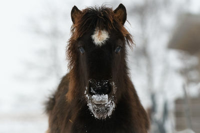 Close-up of a horse