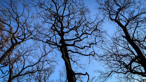 Low angle view of bare tree against clear blue sky