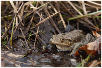 Close-up of frog in lake