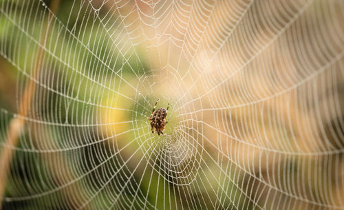 Close-up of spider web