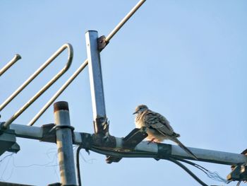 Low angle view of bird perching on cable against sky