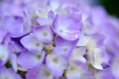 Close-up of purple flowers