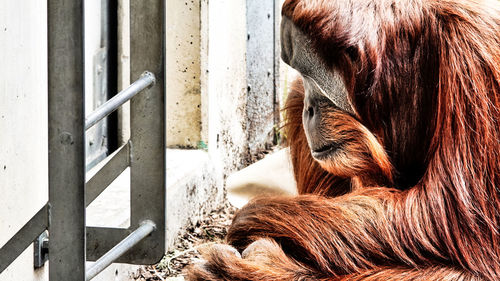 Close-up of a horse