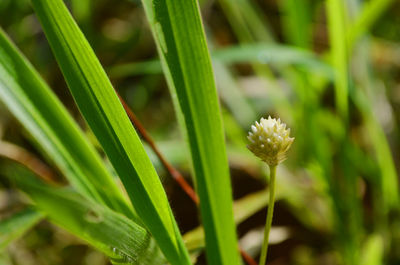 Close-up of flowering plant on field