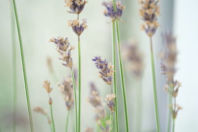 Close-up of purple flowering plants