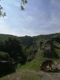View of a horse on field
