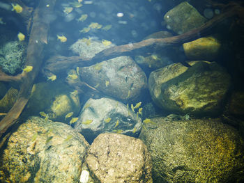 Close-up of crab on rock by lake