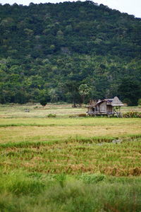 Scenic view of rural landscape