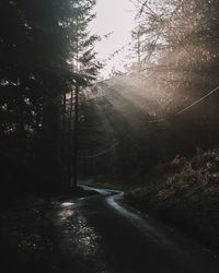 Empty road amidst trees in forest