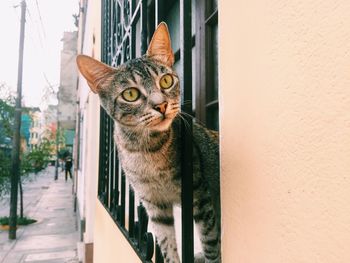 Portrait of cat on wall