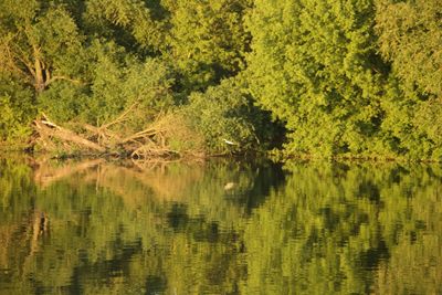 Scenic view of lake