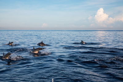 View of ducks swimming in sea