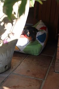 Dog sitting on floor at home