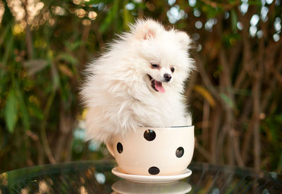 Close-up of dog sitting on cup