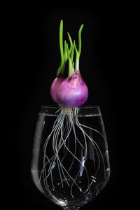 Close-up of purple bell against black background