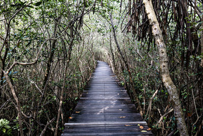 Boardwalk amidst trees in forest