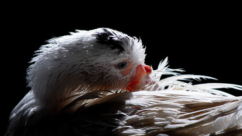 Close-up of a bird over black background