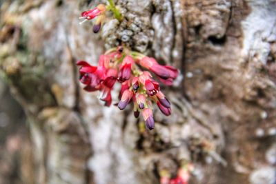 Close-up of pink flowers blooming on tree