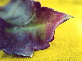 Close-up of butterfly on flower