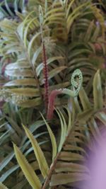 Close-up of fern