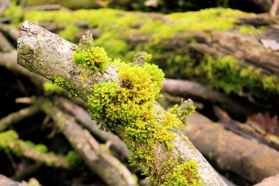 Close-up of moss on rock