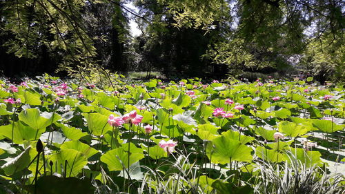 Flowers blooming in forest