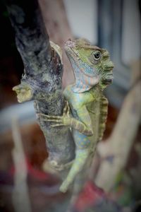 Close-up of chameleon