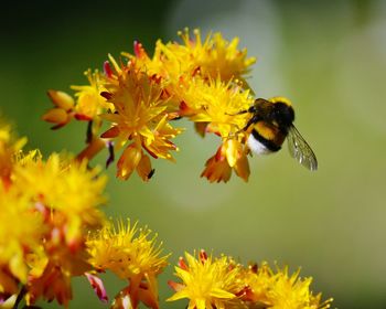 Bumblebee  on yellow flower