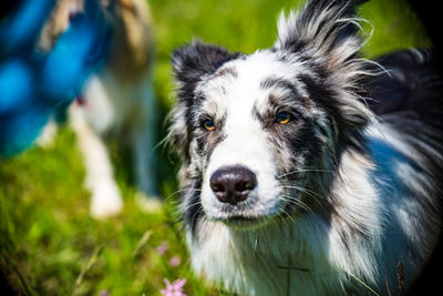 Close-up portrait of dog