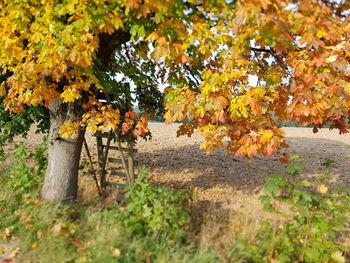 Trees on field during autumn