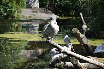 Close-up of birds perching on tree by lake