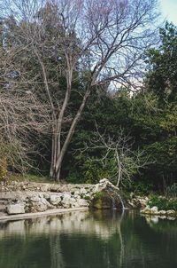Bare tree by lake in forest