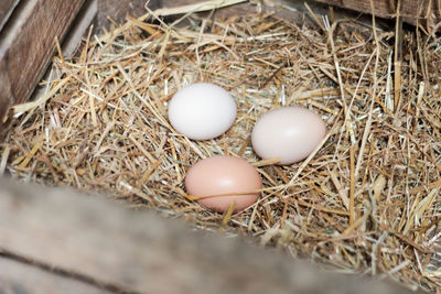 Close-up of animal eggs on hay in crate 